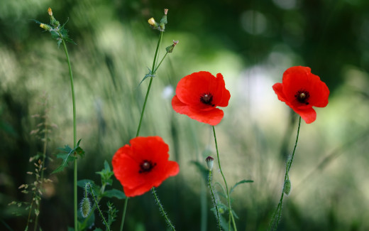 1198249 (a): :2560x1600